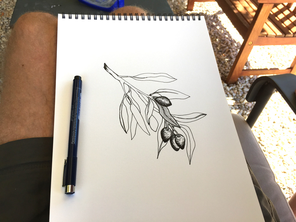 1000x750 Olive Tree Pen Sketch Olive Branch Illustration Olives Drawing - Olive Branch Sketch