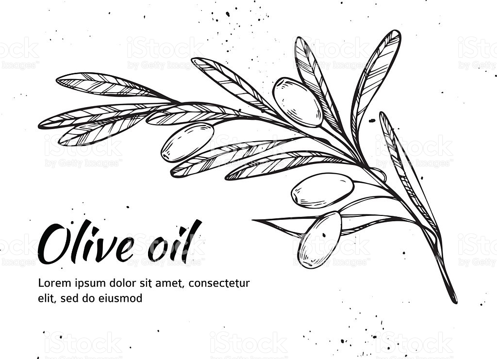 1024x740 Collection Of Olive Branch Line Drawing High Quality, Free - Olive Branch Sketch