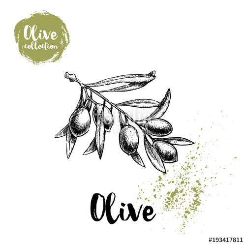 500x498 Olive Branch Poster. Hand Drawn Sketch Style Vector Illustration - Olive Branch Sketch