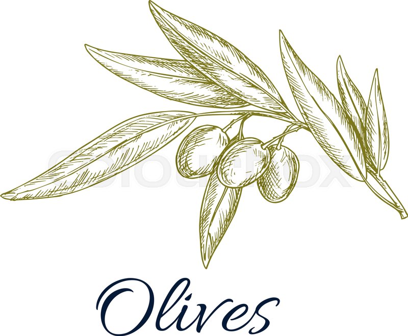 800x659 Olive Branch Sketch. Olive Tree Twig With Ripe Fruit And Leaves - Olive Branch Sketch