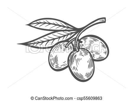 450x344 Olive Branch With Berry And Leaf Diet Plant Superfood Ingredient - Olive Branch Sketch