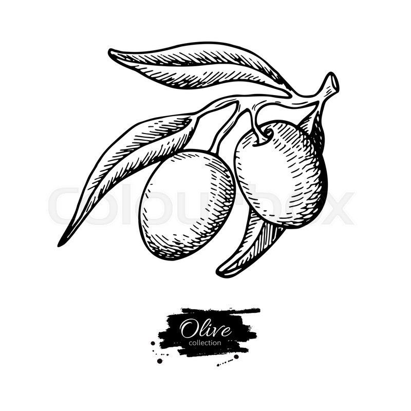 800x800 Olive Branch. Hand Drawn Vector Illustration. Isolated Drawing On - Olive Branch Sketch