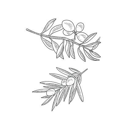 416x416 Two Olive Branches Hand Drawn Realistic Sketch Premium Clipart - Olive Branch Sketch