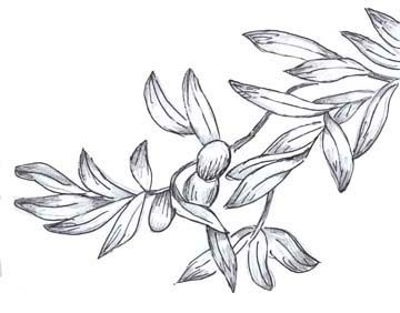 360x282 Athena Olive Branch Tattoos Drawings, Tattoos And - Olive Branch Sketch