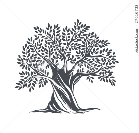 468x450 Hand Drawn Olive Sketch - Olive Leaf Sketch