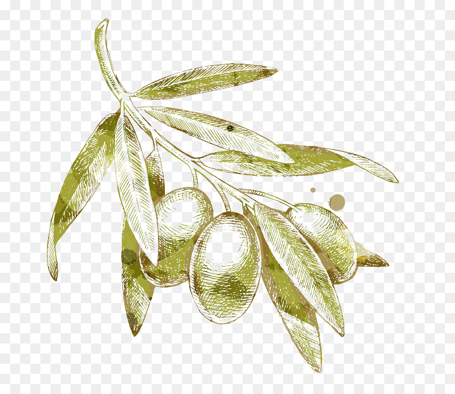 Olive Leaf Sketch at PaintingValley.com | Explore collection of Olive