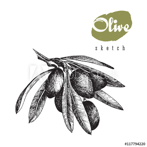 500x500 Olive Branch Vector Isolated Black Sketch Illustration With Title - Olive Leaf Sketch