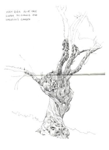 375x518 Olive Tree Drawing By Richard Johnson Saatchi Art - Olive Leaf Sketch