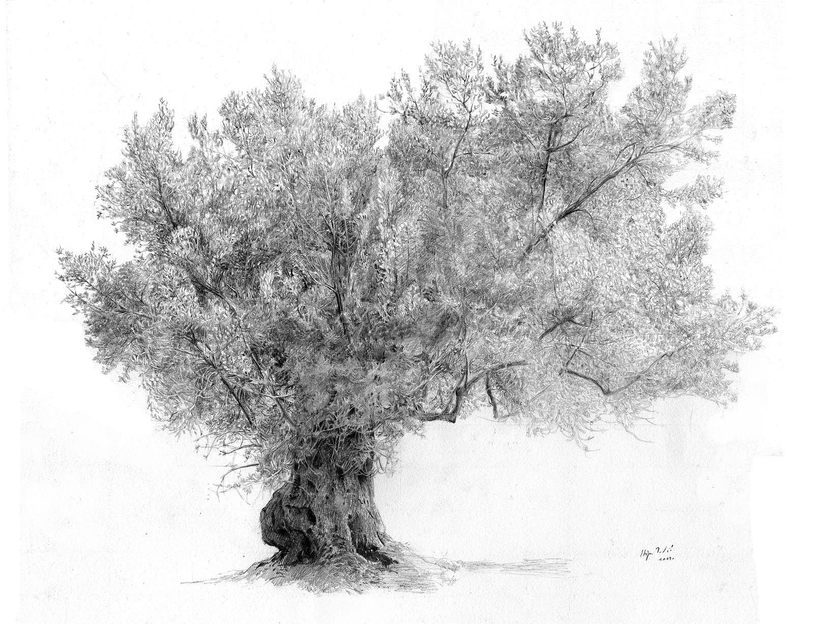 1600x1227 Olive Tree Drawing Tcg Drawings, Tree Sketches And - Olive Leaf Sketch