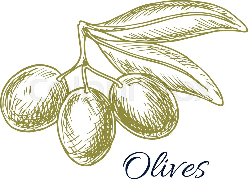 800x578 Olives Sketch Of Vector Olive Tree Branch With Green Olive Fruit - Olive Leaf Sketch