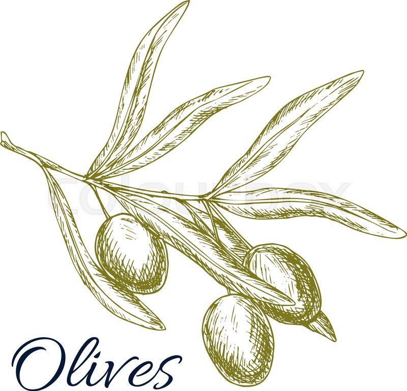800x769 Olives Vector Sketch Of Olive Tree Branch With Green Olive Fruits - Olive Leaf Sketch