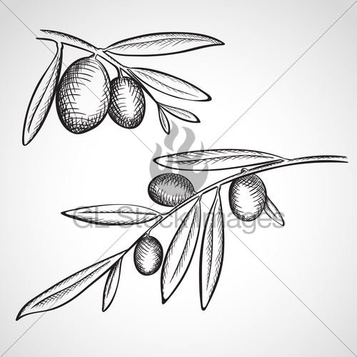 500x500 Sketch Olive Tree Branches Gl Stock Images - Olive Leaf Sketch