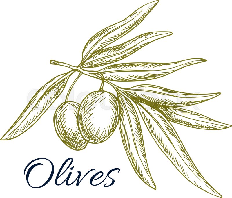 800x685 Sketch Of Olive Tree Branch With Green Olives Bunch. Vector - Olive Leaf Sketch