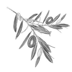 301x301 Stoneworks Dryer Sheets Olive Leaf Grab Green Home - Olive Leaf Sketch