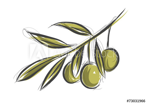 500x354 Vector Sketch Of Olive Tree Branch - Olive Leaf Sketch