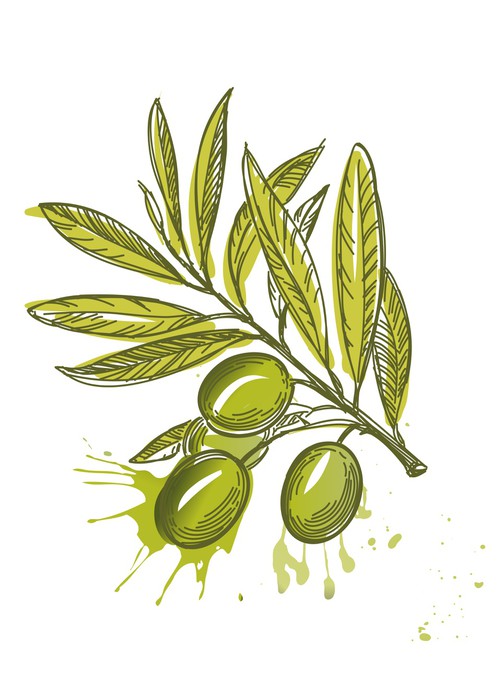 Olive Leaf Sketch at PaintingValley.com | Explore collection of Olive
