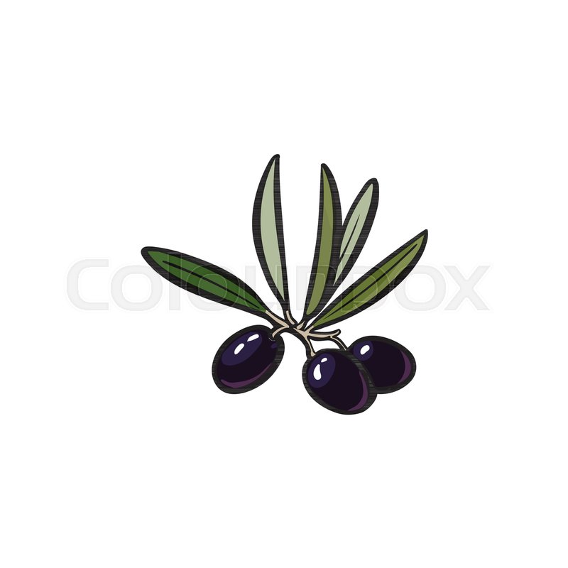 800x800 Vector Sketch Olive Tree Branch With Black Olives, Leaves For Logo - Olive Leaf Sketch