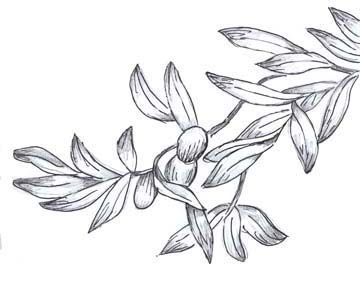 360x282 Olive Tree Drawing - Olive Leaf Sketch