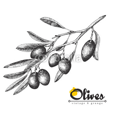 400x400 Big Olive Branch Sketch Vector Illustration, Olives Hand Drawn - Olive Leaf Sketch