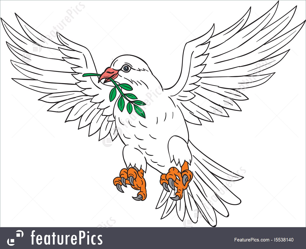 1300x1056 Dove With Olive Leaf Drawing Illustration - Olive Leaf Sketch