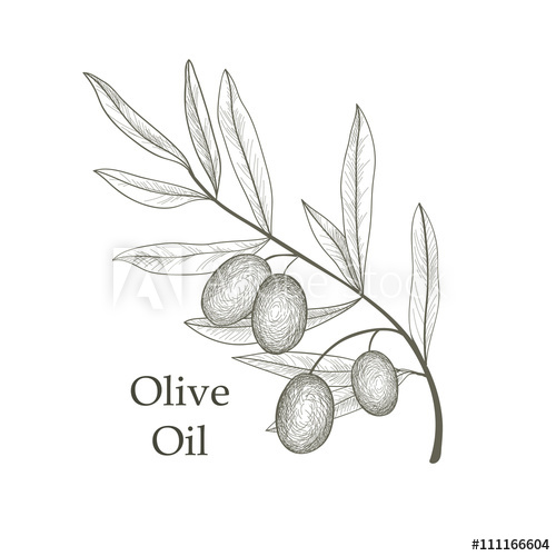 500x500 Olive Branch. Olive Oil Sketch Background Food Ingredient Label - Olive Oil Sketch