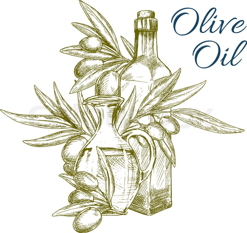 800x757 Olive Oil And Olive Tree Branch With Fruits Isolated Sketch. Olive - Olive Oil Sketch