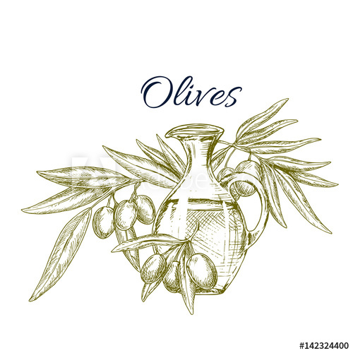 500x500 Olive Oil Jug With Fruit On Branch Sketch - Olive Oil Sketch
