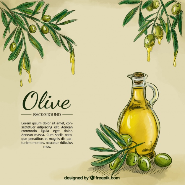 626x626 Olive Oil Sketch Background Vector Free Download - Olive Oil Sketch