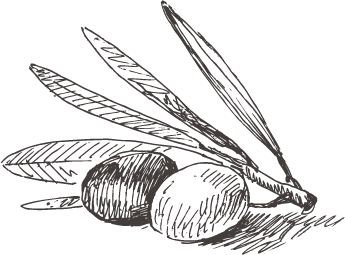 345x255 All About Olive Oil - Olive Oil Sketch