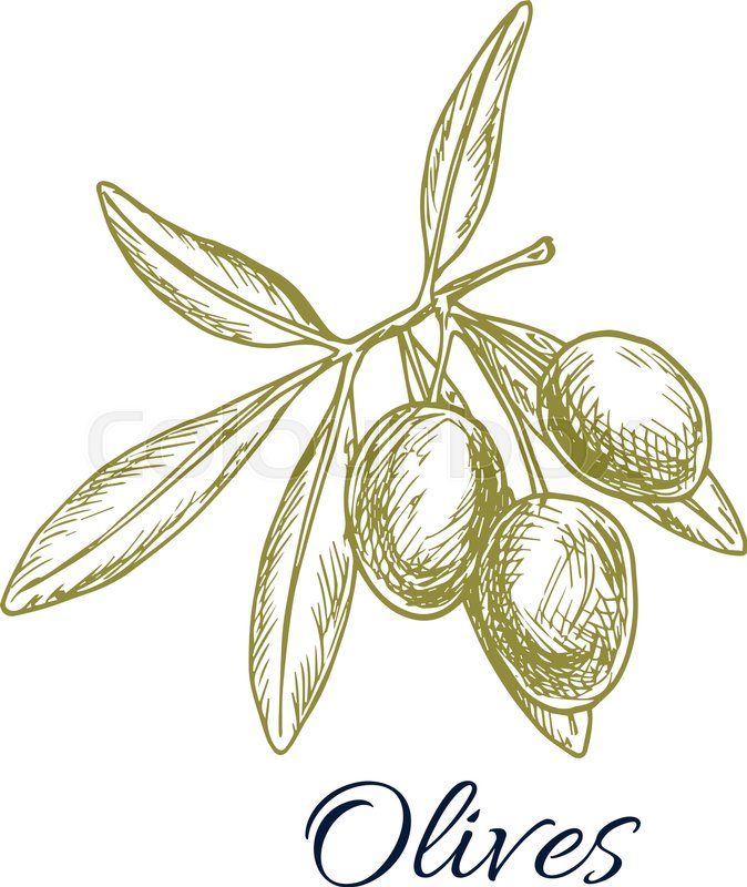 674x800 Olives Sketch Icon. Vector Isolated Green Olive Branch. Design For - Olive Oil Sketch