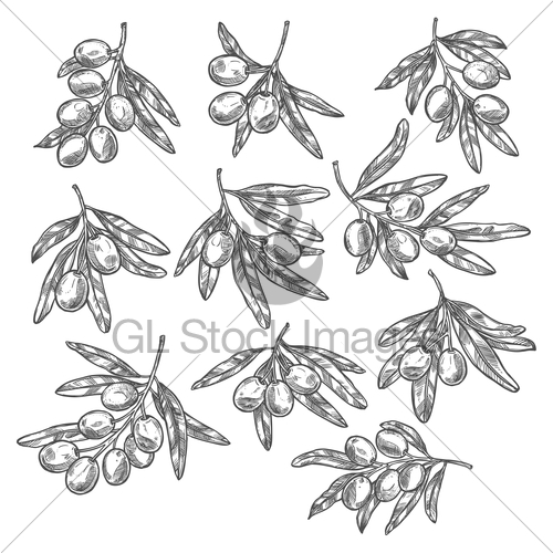 500x500 Vector Olives Olive Oil Branch Sketch Icons Gl Stock Images - Olive Oil Sketch