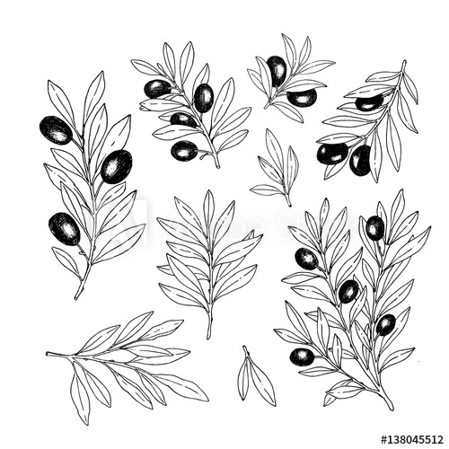 500x500 Olive Branch Collection. Olive Sketch - Olive Sketch