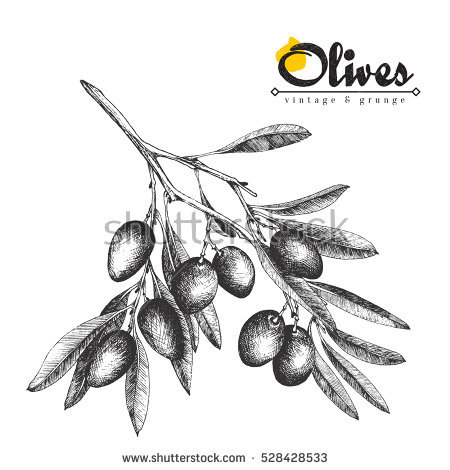450x470 Collection Of Olive Tree Branch Drawing High Quality, Free - Olive Sketch