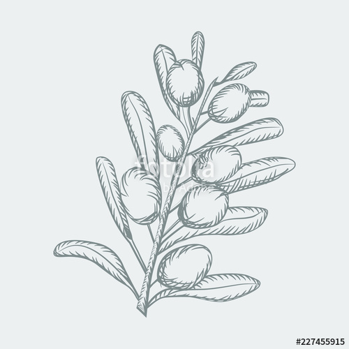 500x500 Olive Sketch Branch Over White Background With Leaves And Olives - Olive Sketch