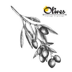 240x240 Olive Sketch Element Collection, Olive Branches Isolated Over - Olive Sketch