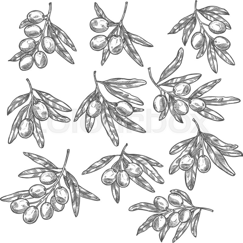 800x798 Olives Branches Sketch Icons For Olive Oil Product Tags Or Bottle - Olive Sketch