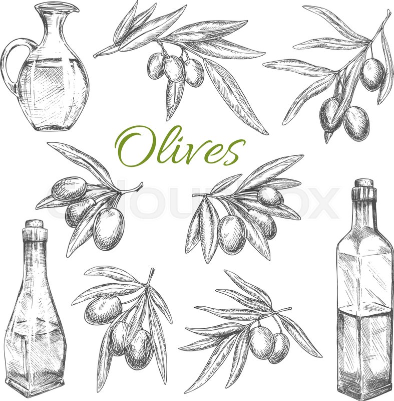 787x800 Olives Sketch Vector Icons Set Of Branches. Isolated Symbol Of - Olive Sketch