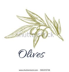 236x246 Olives Sketch. Vector Green Olive Branch. Design For For Oil Label - Olive Sketch