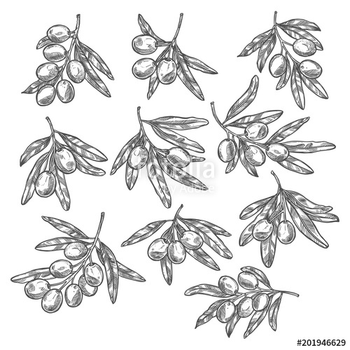500x500 Vector Olives Olive Oil Branch Sketch Icons Stock Image And - Olive Sketch