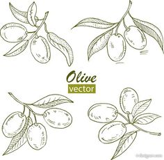 236x230 Olives Sketch - Olive Sketch