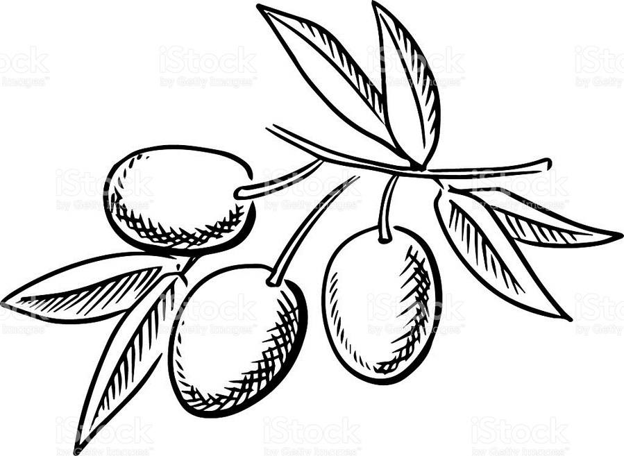 Olive Sketch at Explore collection of Olive Sketch