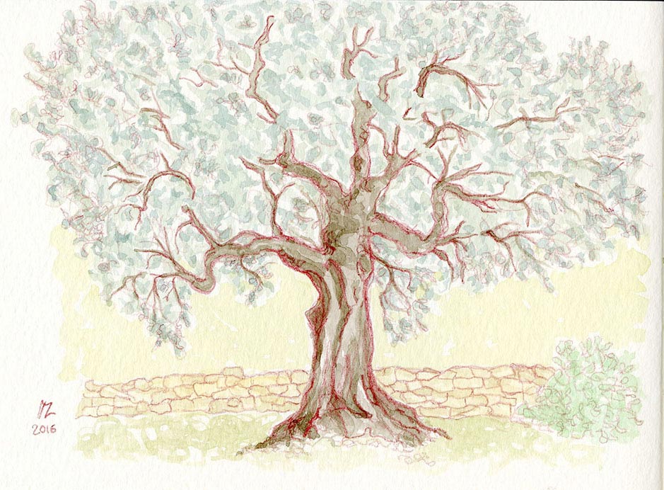 939x692 Marco Long Olive Tree Sketch Cambridge Illustrators Online - Olive Tree Sketch