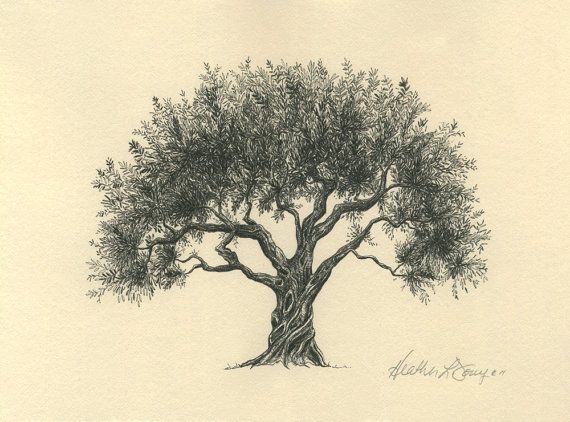570x422 Olive Tree Drawing Pen And Ink Fine Art Print On Natural Paper - Olive Tree Sketch