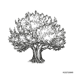 260x260 Olive Tree Clipart - Olive Tree Sketch