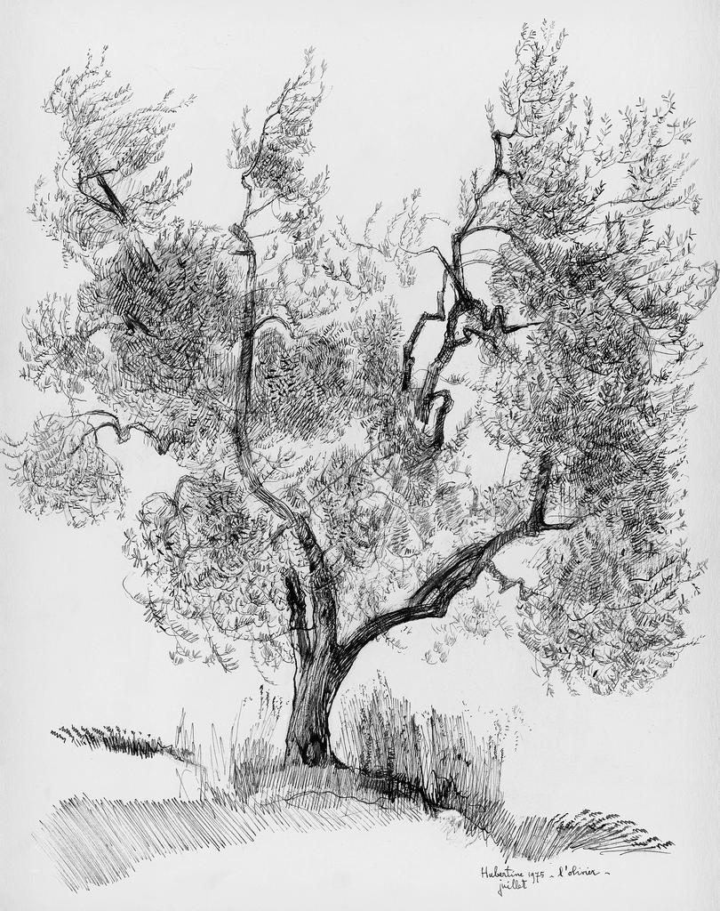 810x1024 Olive Tree - Olive Tree Sketch