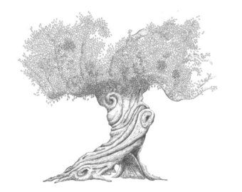 340x270 Olive Tree Drawing Etsy - Olive Tree Sketch