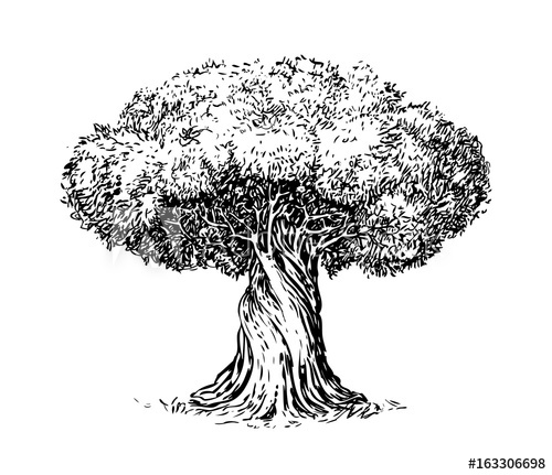 500x431 Olive Tree Old Engraving. Ecology, Environment, Nature Sketch - Olive Tree Sketch