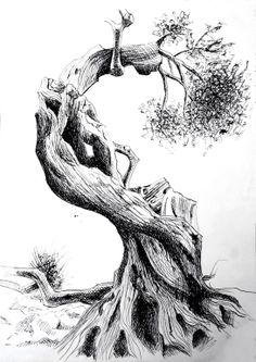 236x333 60 Best Olive Trees Images In 2018 Pencil Drawings - Olive Tree Sketch