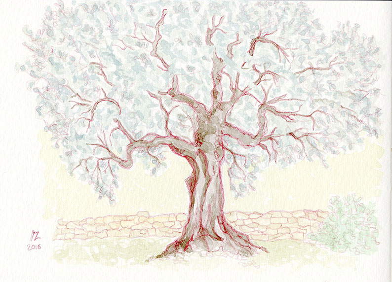 794x572 Olive Tree Sketch On Behance - Olive Tree Sketch