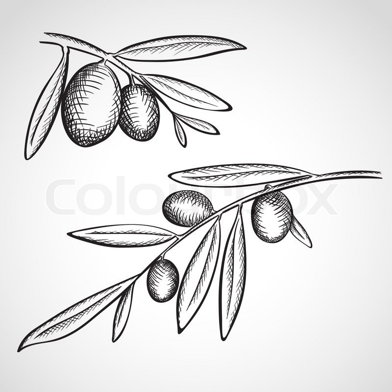 800x800 Sketch Olive Tree Branches, Hand Drawn, Ink Style Stock Vector - Olive Tree Sketch